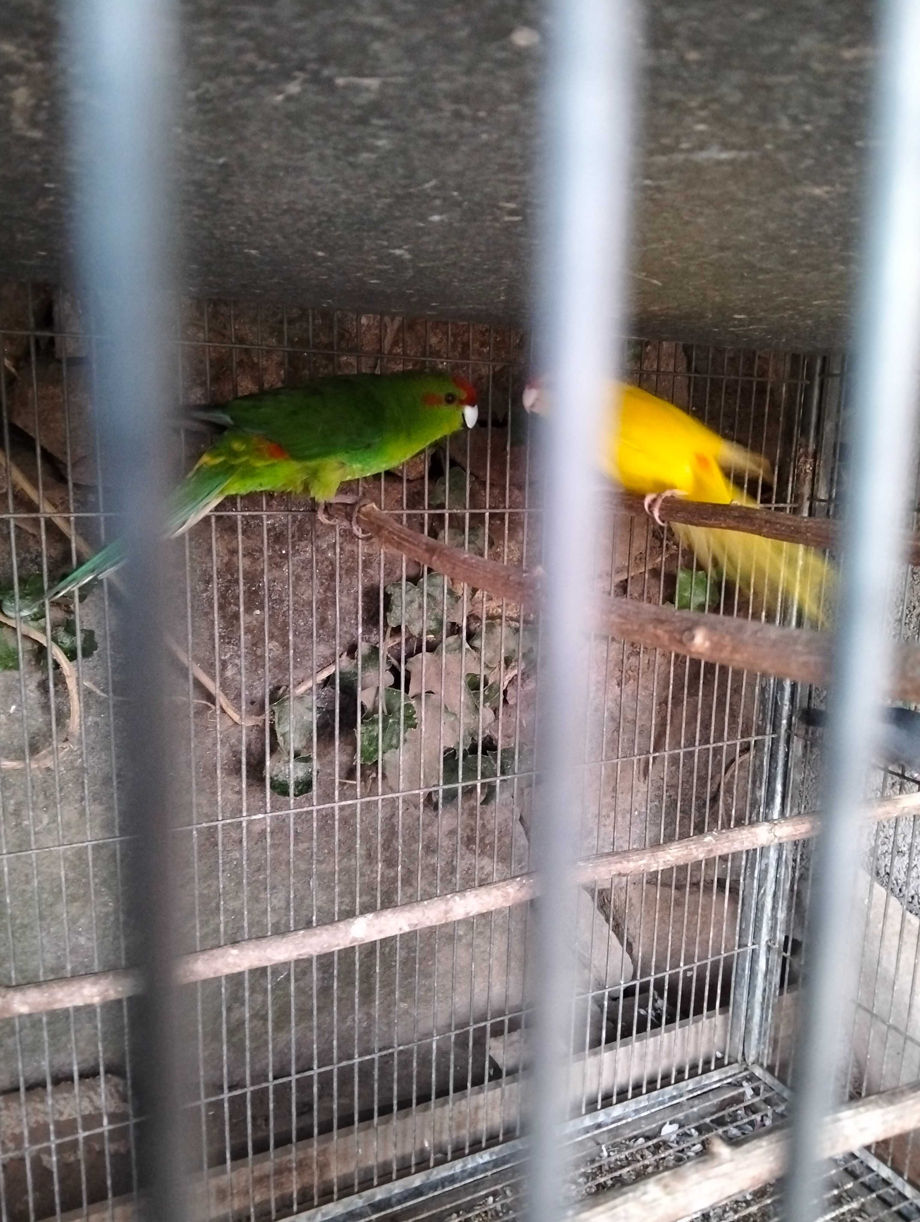 Ring necks, kakarikis e pardal de java