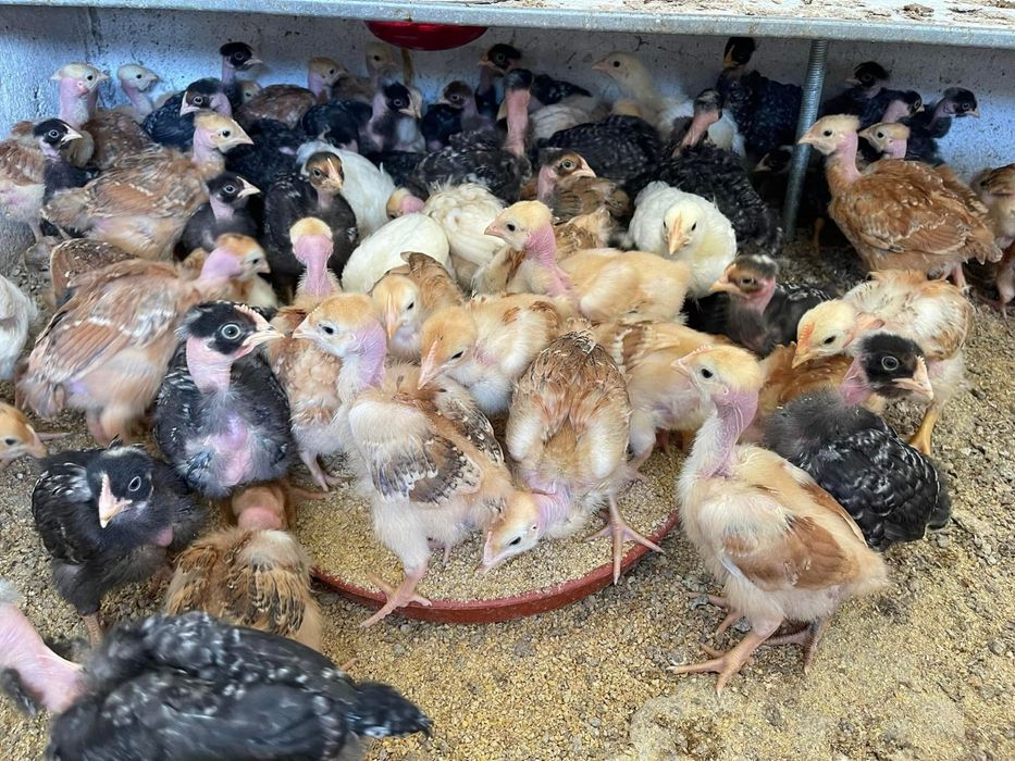 Pintos/Frangos do dia castanhos carne