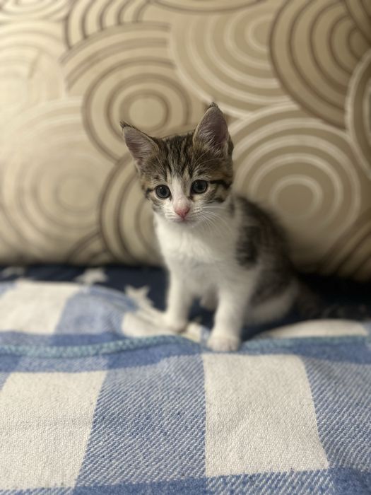 ВІДДАЮ КОШЕНЯТ тільки в добрі руки