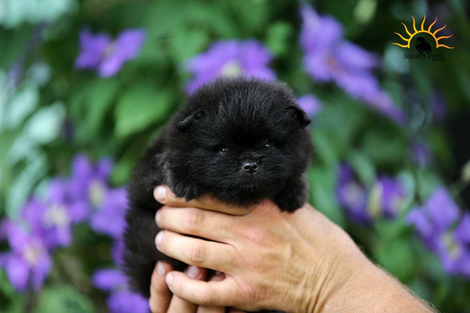 Pomeranian szpic miniaturowy ZKwP/FCI