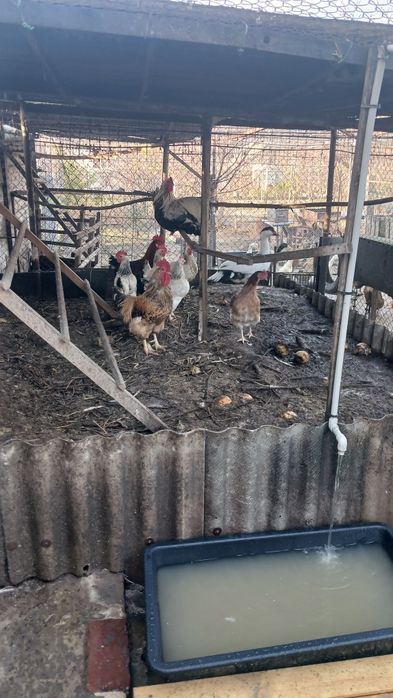 Петухи-куры домашние. Недорого