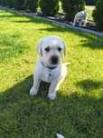 Smycz Labrador 4 sztuki