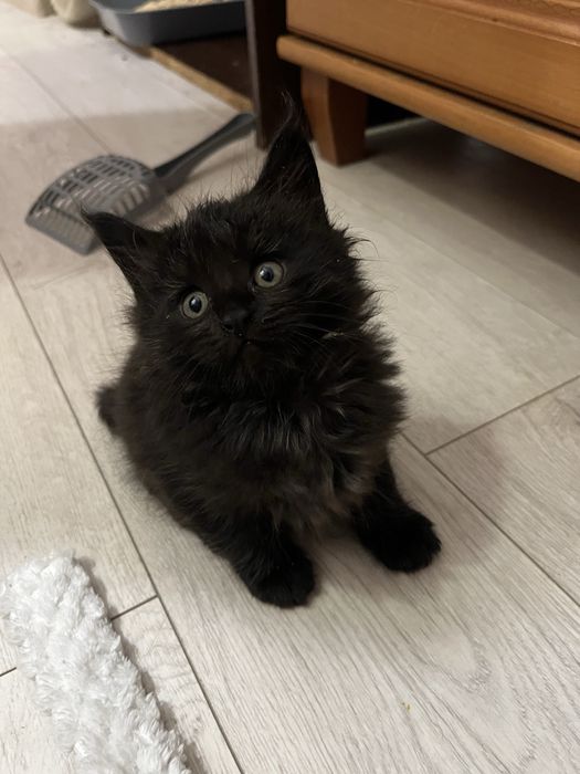 Пропоную чудових котят породи Мейн-кун.Питомник з хорошим родословним.