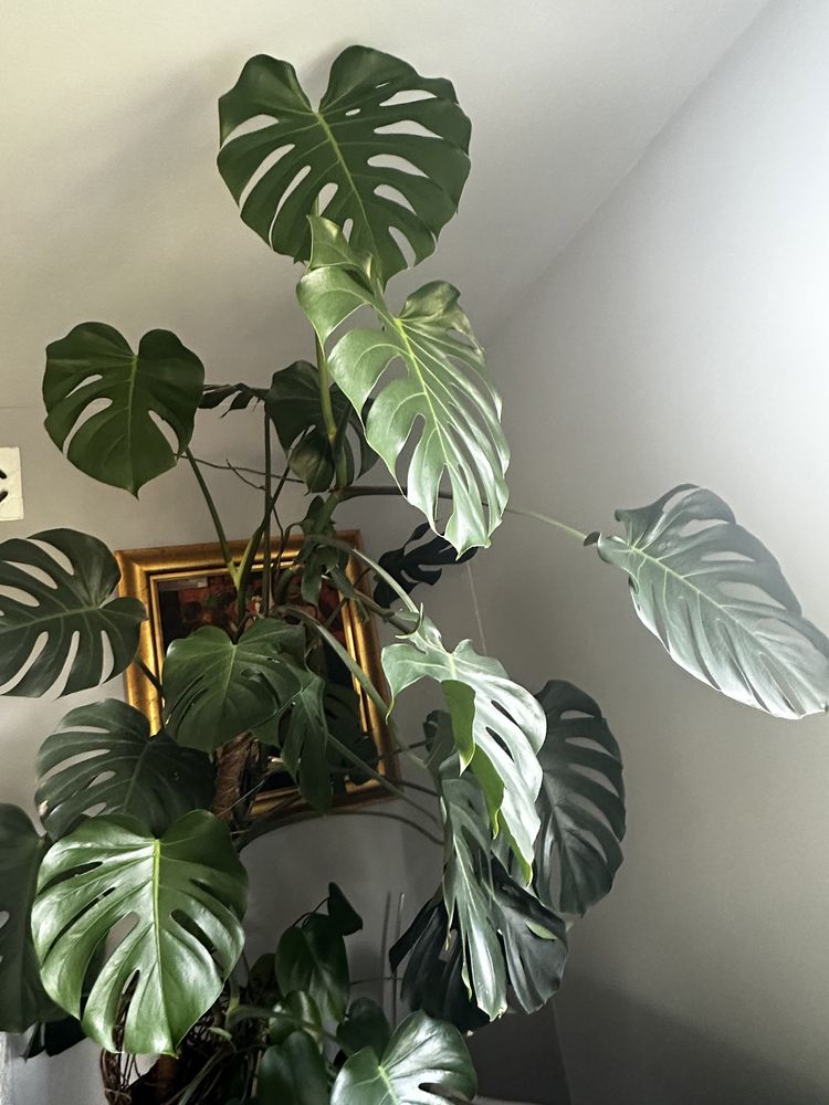 Bardzo duża monstera duży okaz