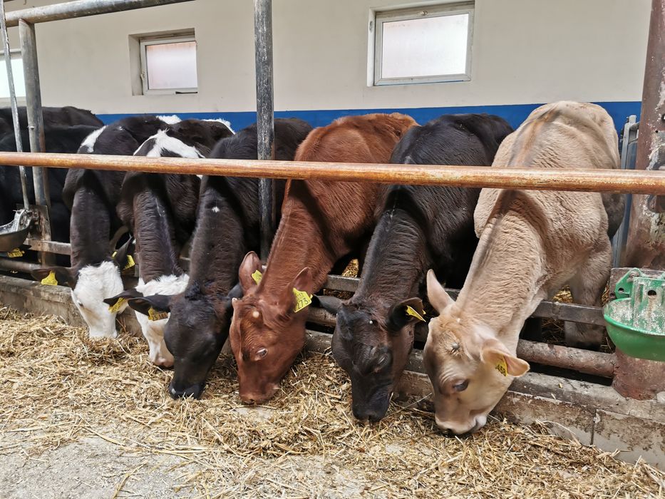 Odsadki mięsne zarlaki Byczki