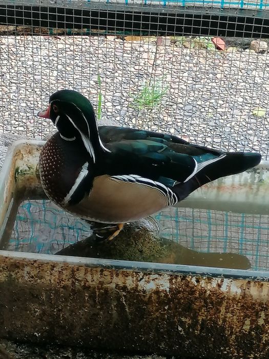 Pato Carolino macho deste ano