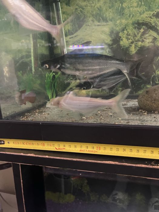 4 pangasius 2 albino 2 azuis
