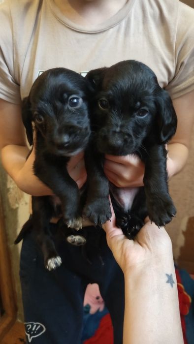 Щеночки от спаниеля