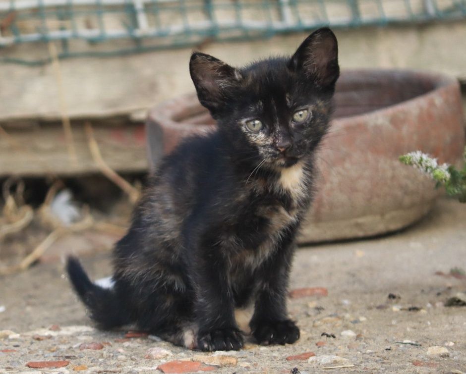 Gatos com 5 semanas para adoção