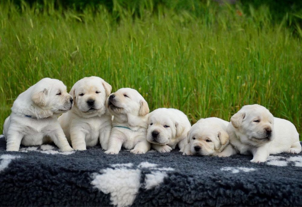 Цуценята лабрадора! Від здорових та титулованих батьків!