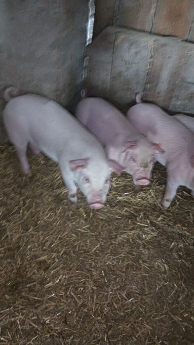 Świnie prosiaki warchlaki 11 sztuk