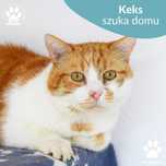 Rudy kocurek do adopcji! Poznajcie Keksa!