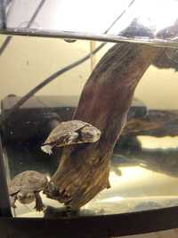 Kinosternon Cruentatum - Мулова черепаха