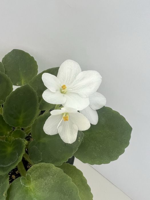 Продаю фіалки (сентполії)