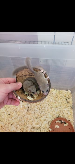 Popielica afrykańska