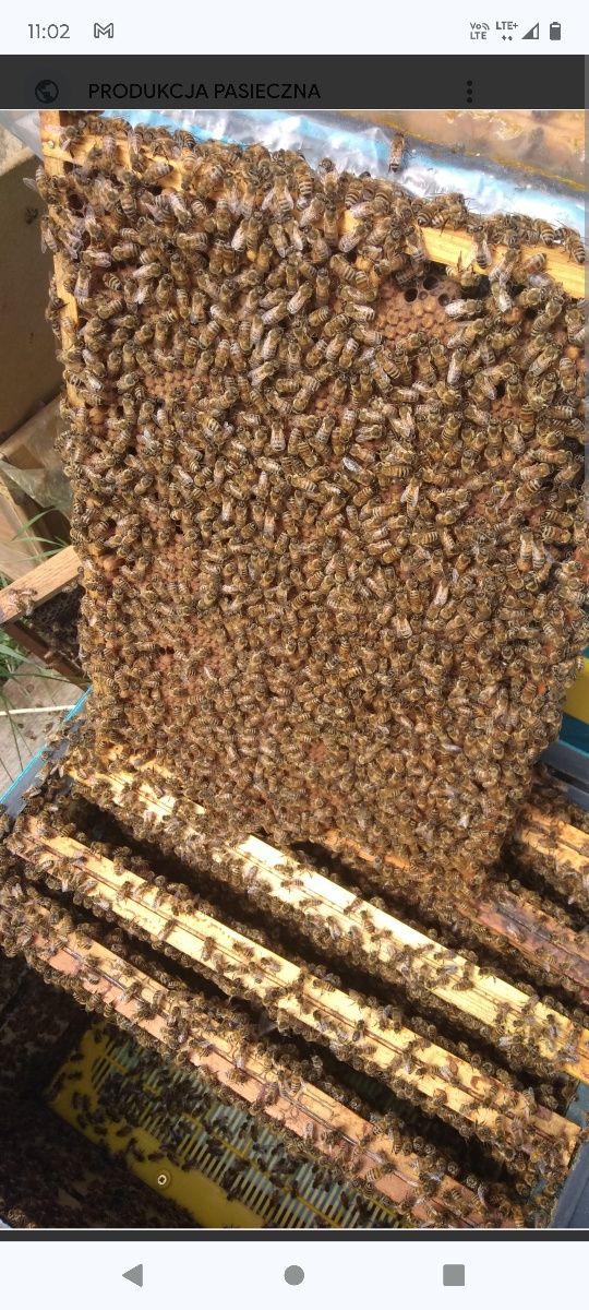 Pszczoły Odkłady Pszczele