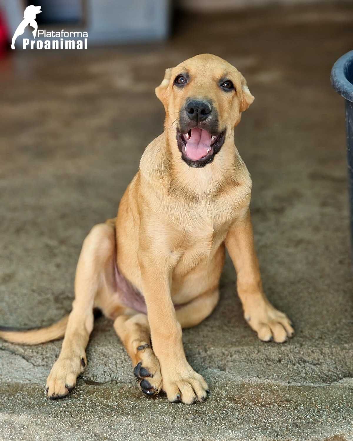 ELVIS - Cãozinho Bebe para Adoção