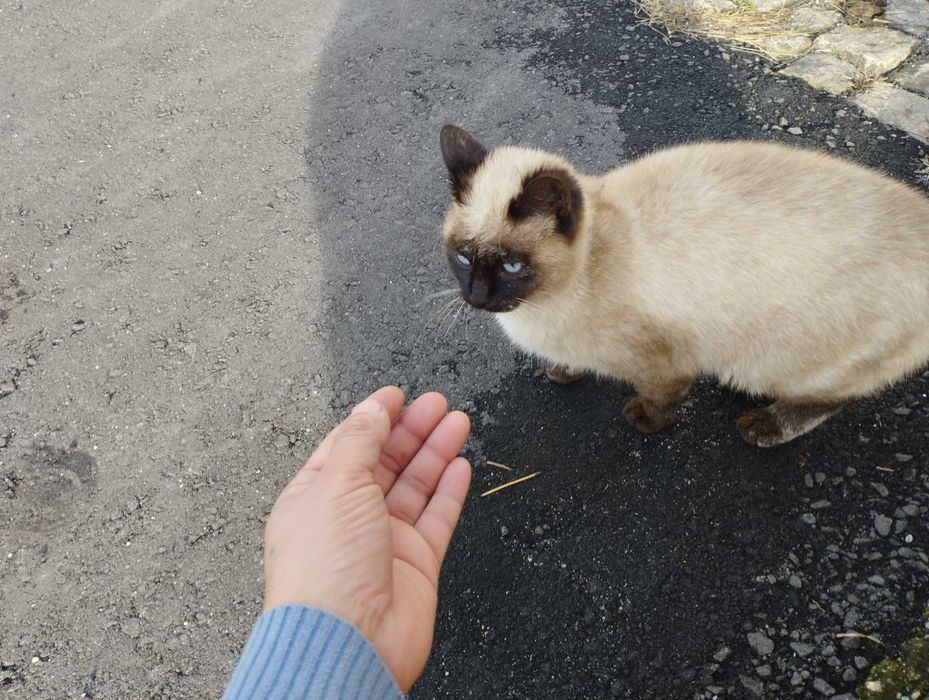Este gato está abandonado está sofrendo na chuva e com frio e fome