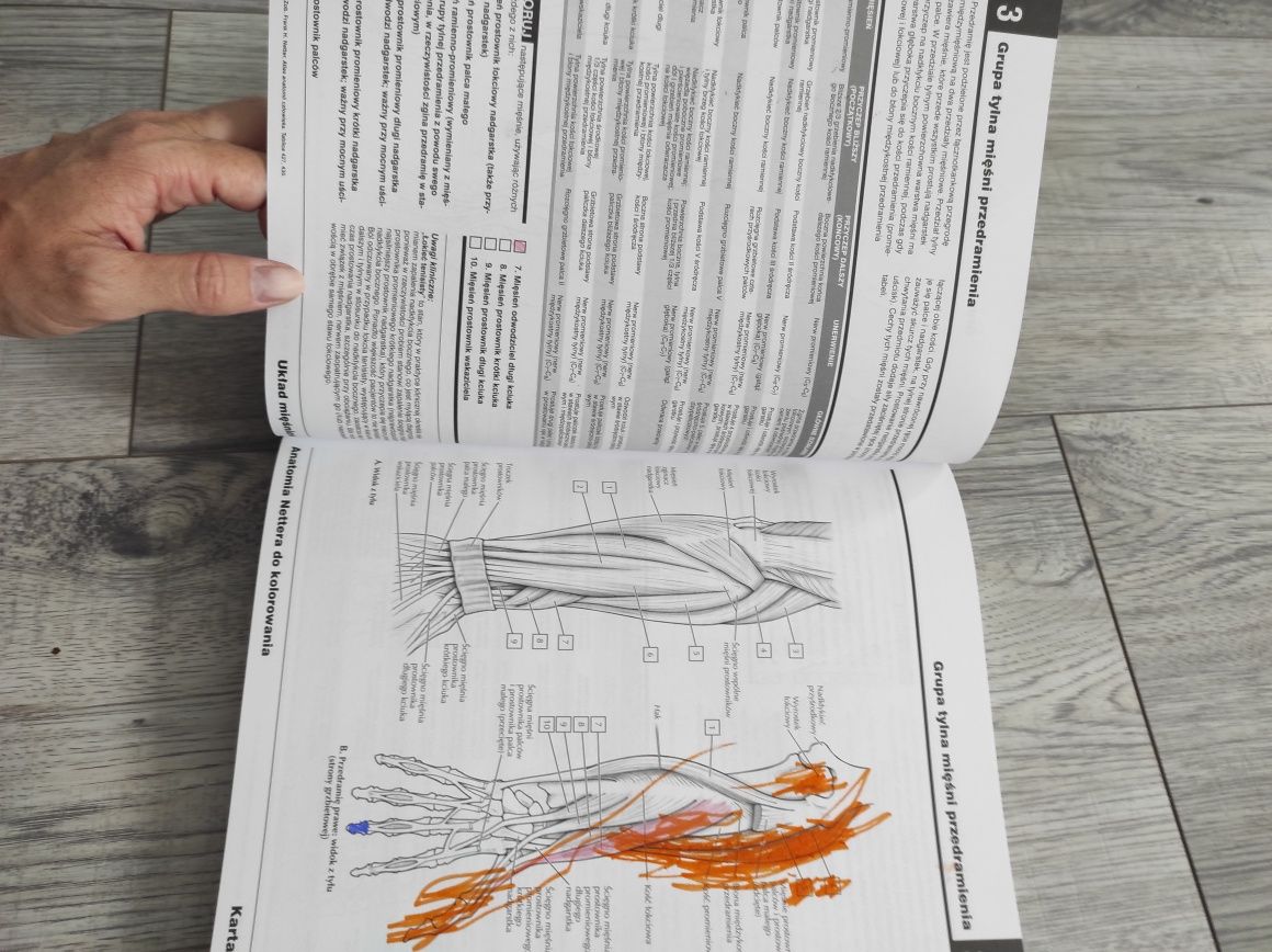 Anatomia Netter do kolorowania