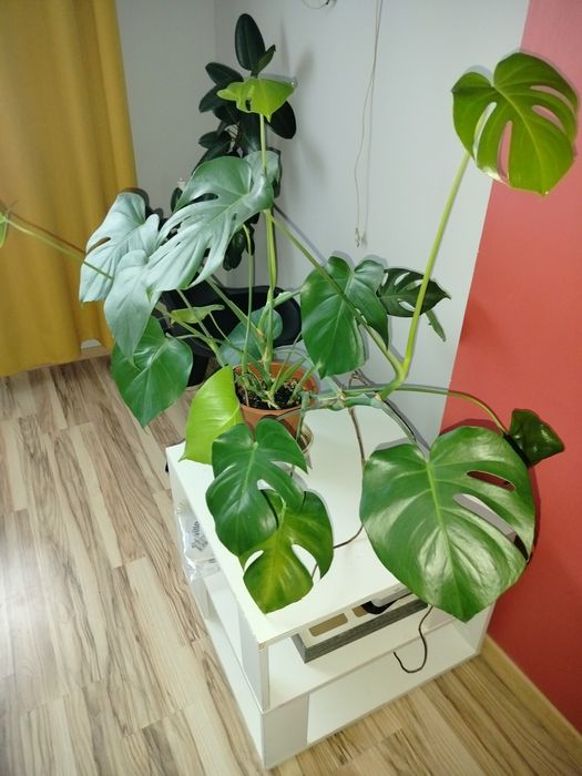 Monstera deliciosa
