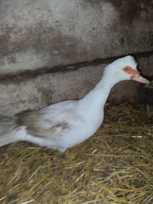 Sprzedam kaczuszki pekinki