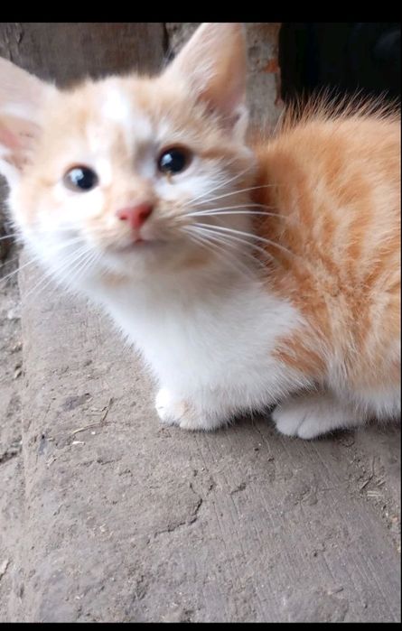 дівчинка безкоштовно