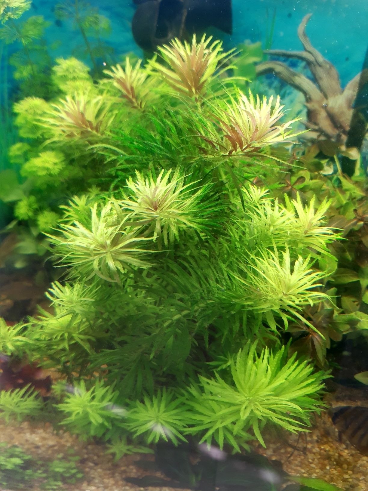 Rośliny akwariowe Limnophila aromatica liście Cattapa Ketapang