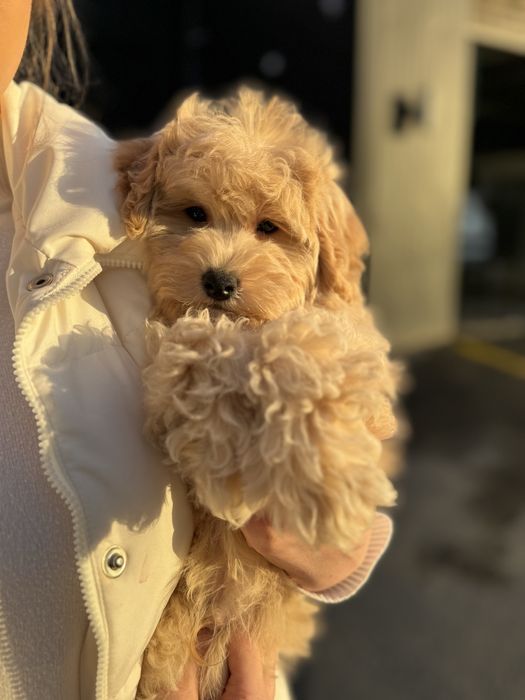 Мальтипу мальчик ф1