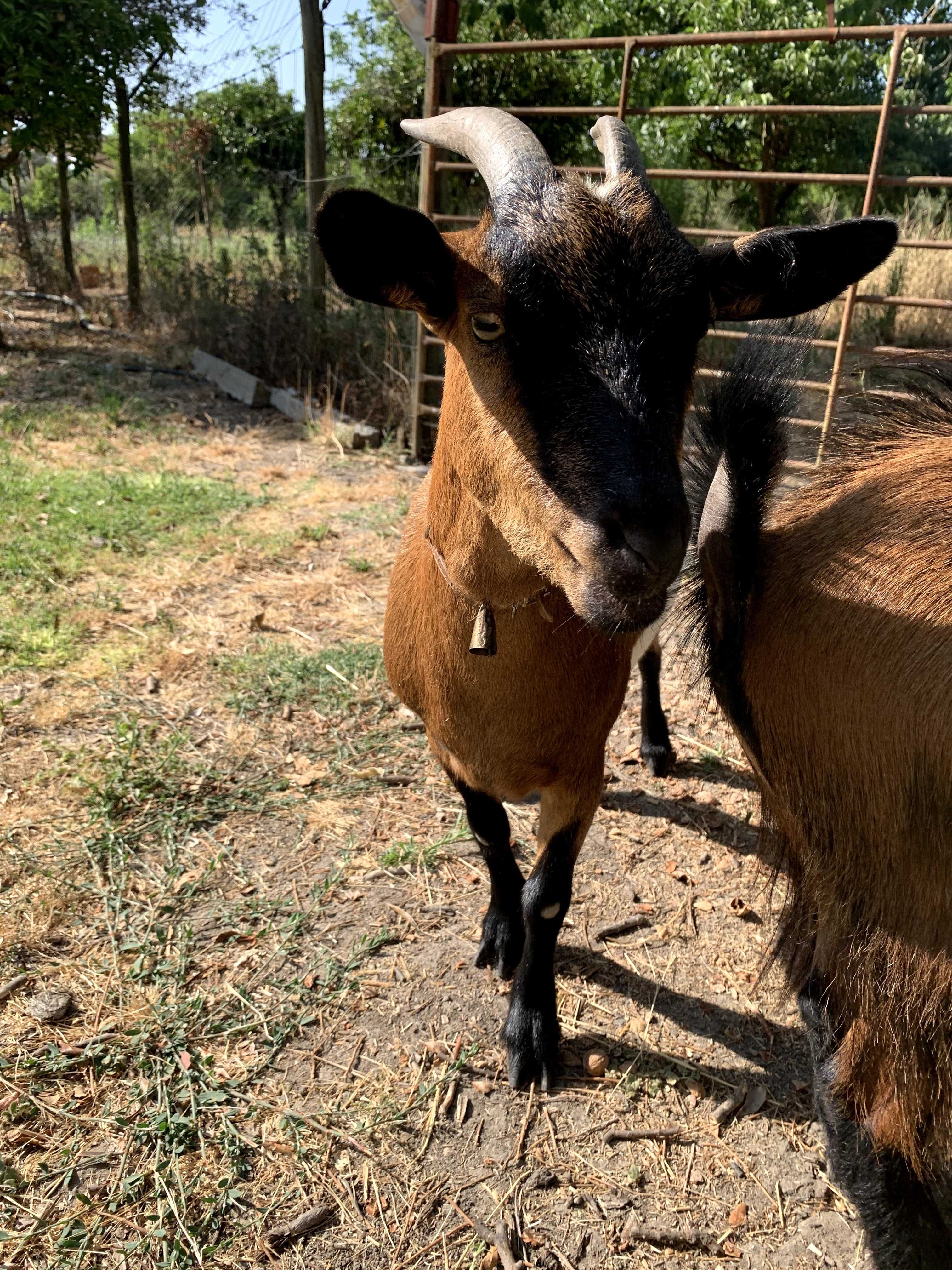 para adoção : 2 cabras-anãs adoraveis e inseparaveis