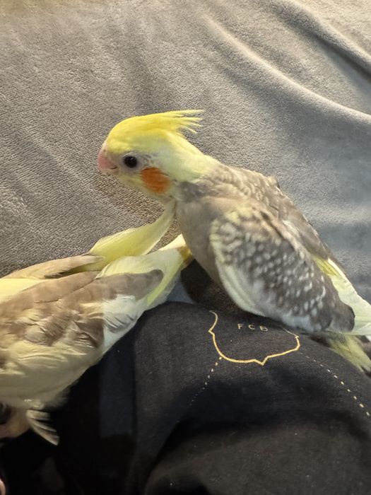 Moode papugi nimfa dokarmiane recznie domowa hodowla