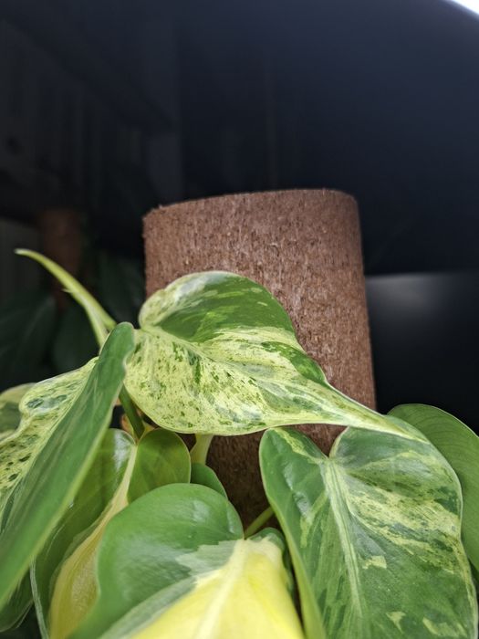 Philodendron Hederaceum Variegata i Cream Splash