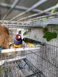 Casal de diamante gould 2025