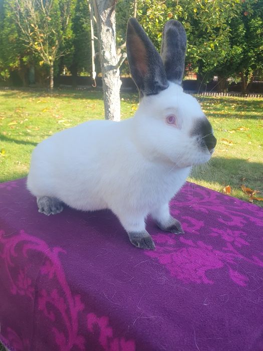 Kalifornijski czarny