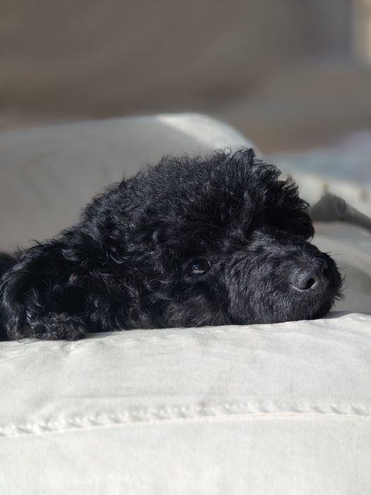 Pudel miniatura. Pies.