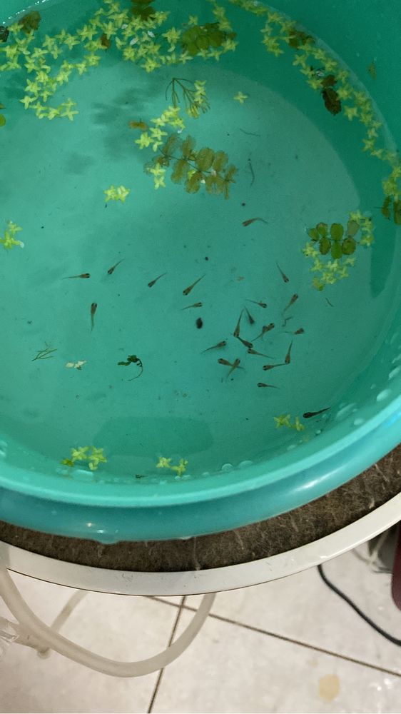 Guppys alevins/ juvenis/ ninhada