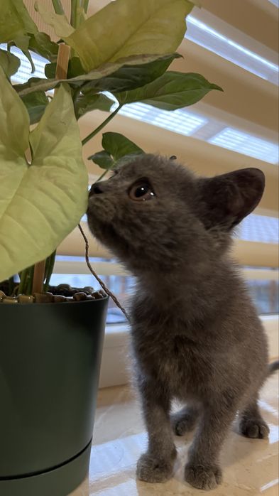 Кошеня котик бринтанка