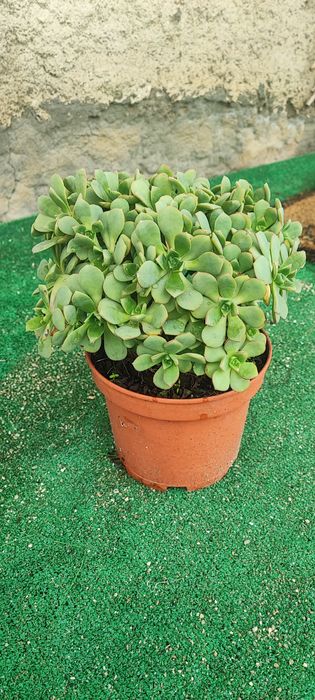 Planta suculenta