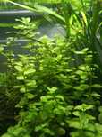 Bacopa australis roślina akwariowa