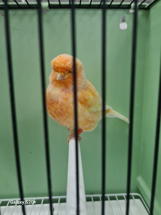 Canários Norwich Machos