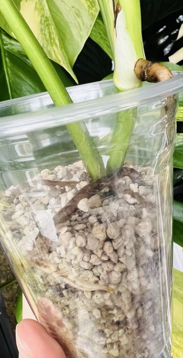 Монстера Yellow варієгатна жовта