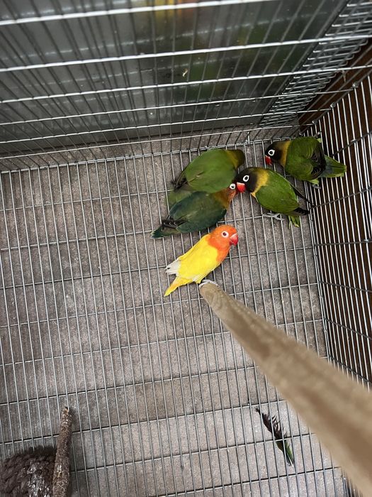 Agapornis ficher e personatus sexados