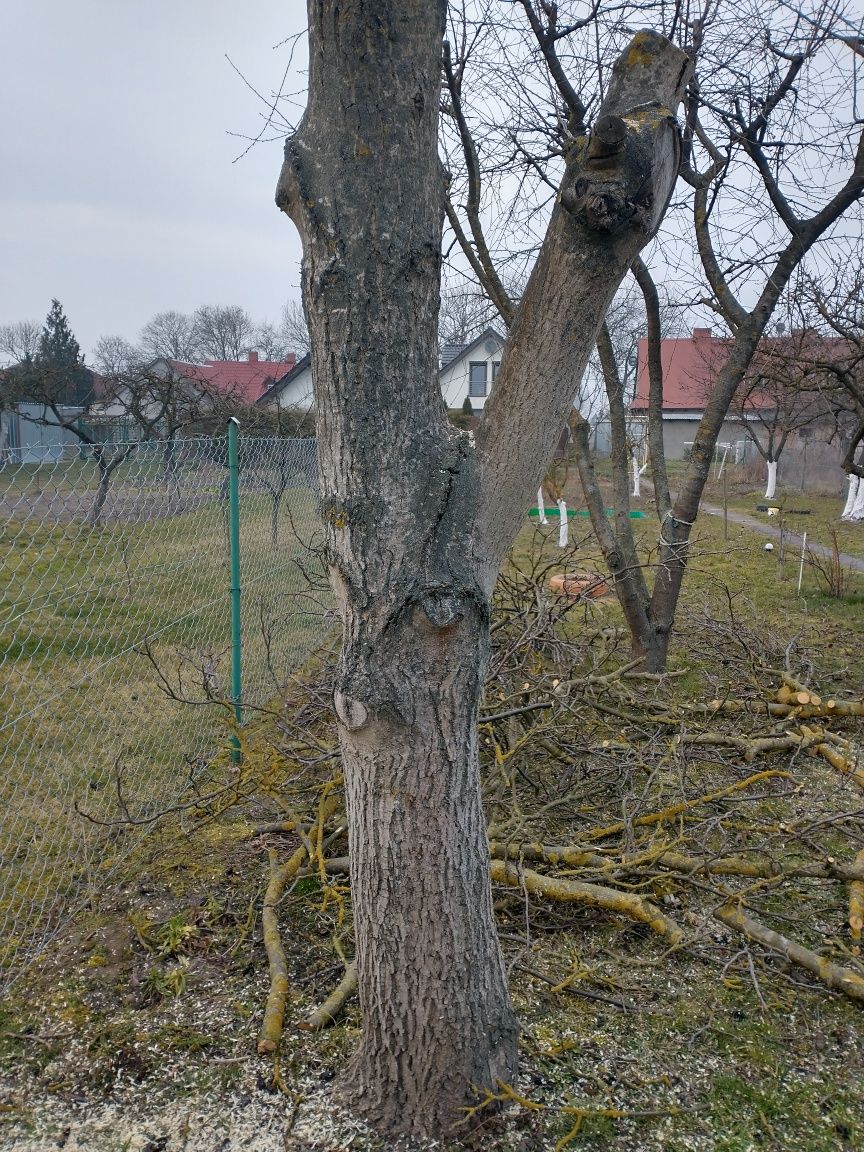 Drzewo-pień orzecha włoskiego