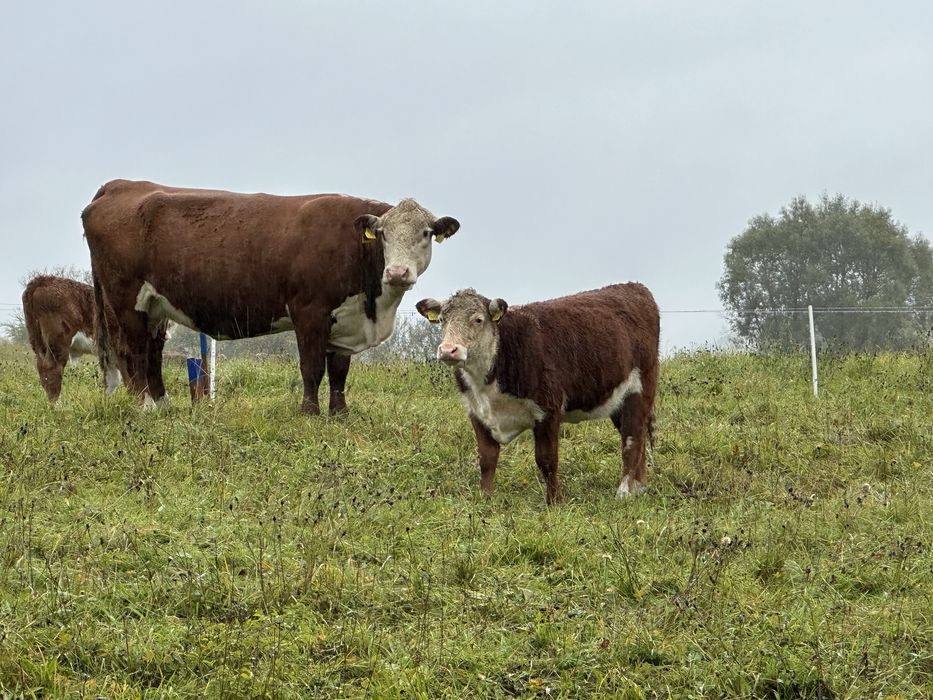 Byczki Hereford 200-250kg 20sztuk