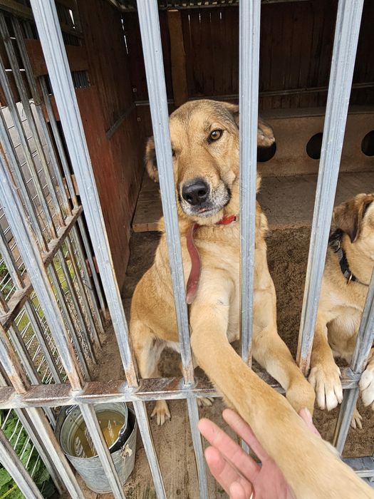 Fantastyczny pies Nemo szuka swego domu