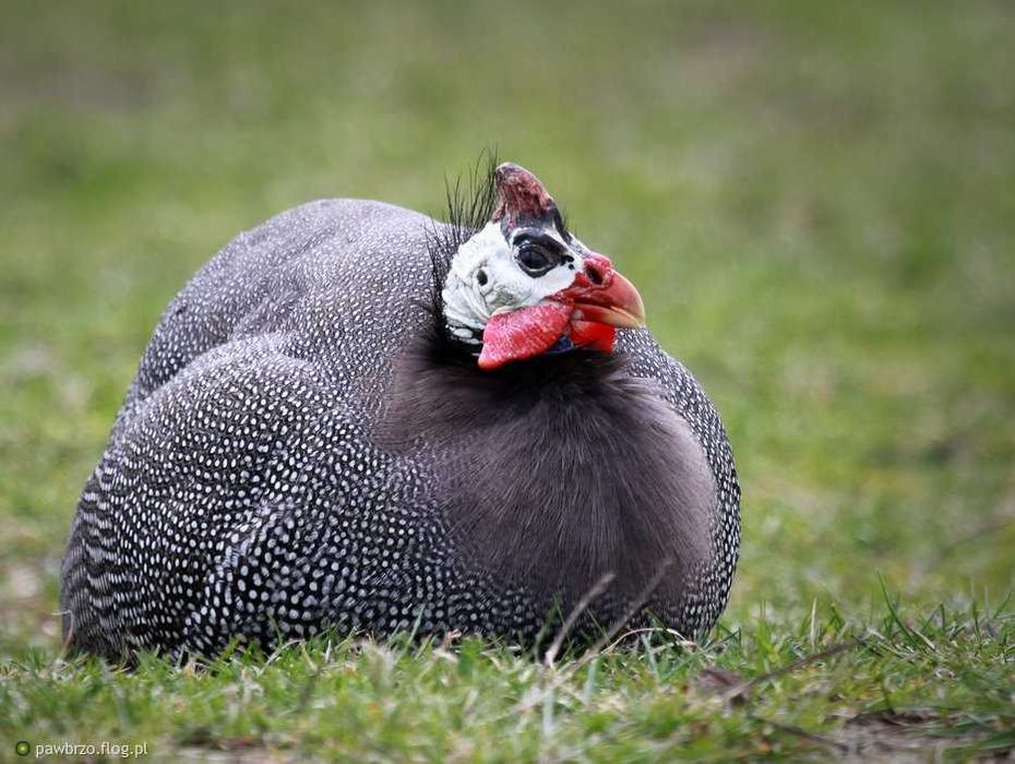 Odchowane kaczki, gęsi na wagę