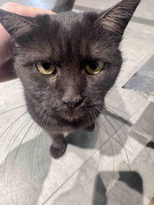 Віддамо котика в добрі руки