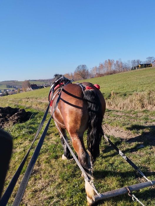 Sprzedam wałacha 3 lata