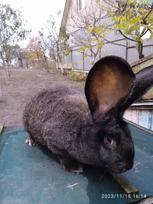 Більгійський велетень.