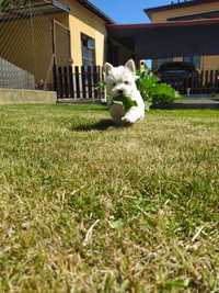West Highland White Terrier -Piesek