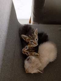 Adoptar gatinhos